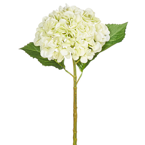 Green Hydrangea Stem