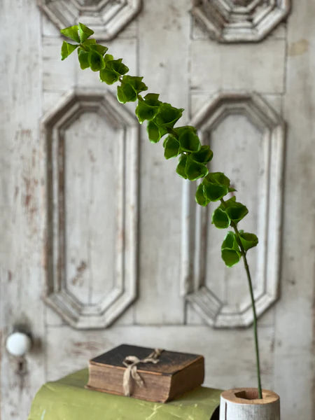 Bells of Ireland Stem