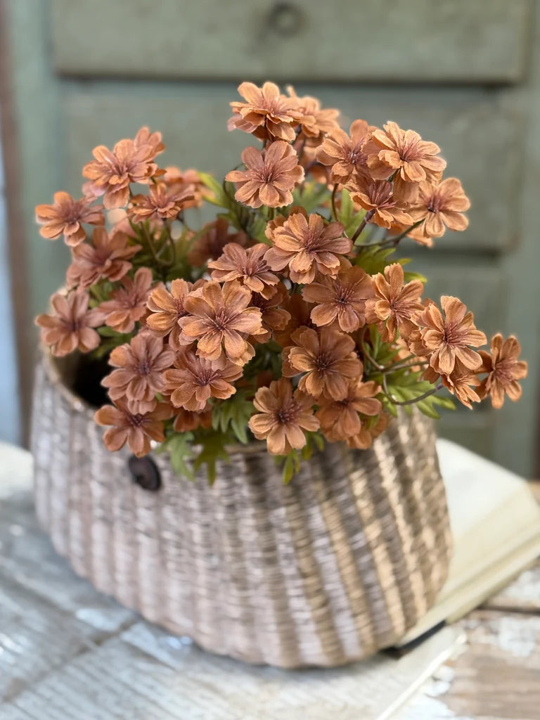 Courtland Cosmos Spice