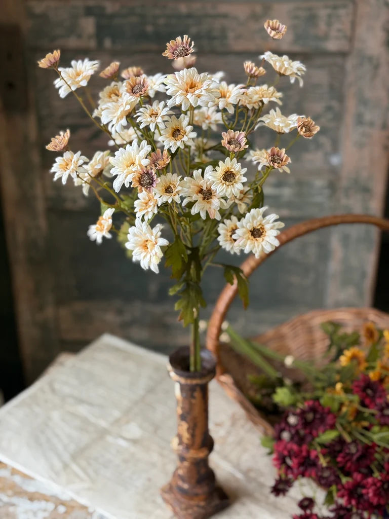 Pendleton Daisies