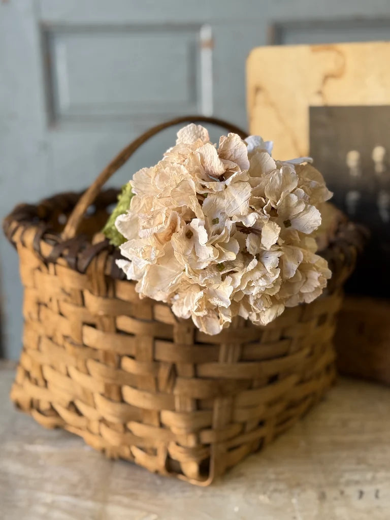 Revival Hydrangea