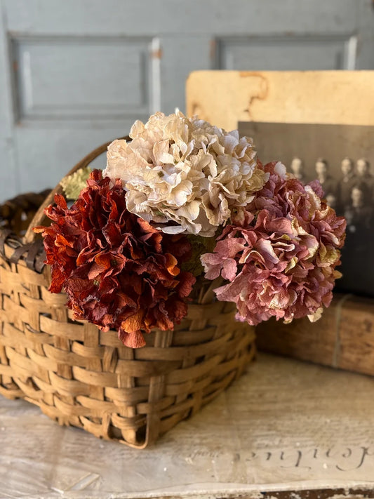 Revival Hydrangea