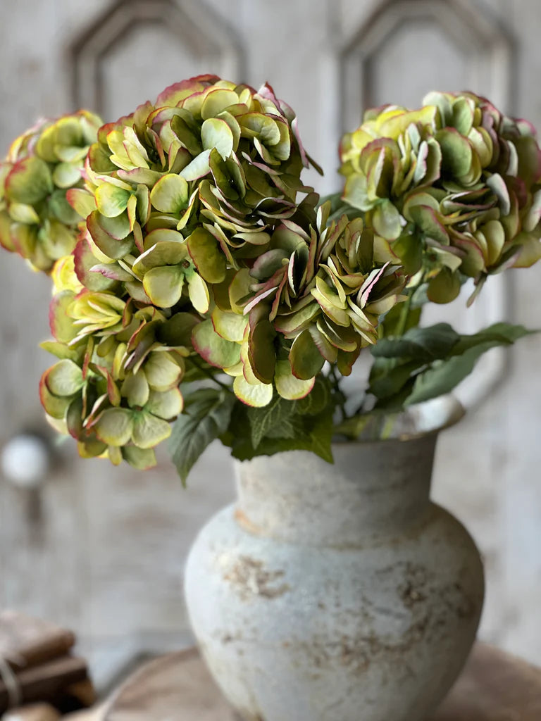 Debut Hydrangeas