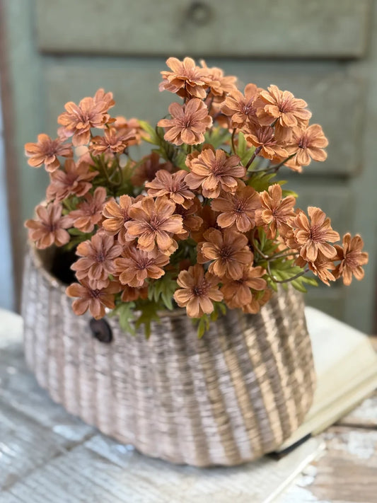 Courtland Cosmos Spice