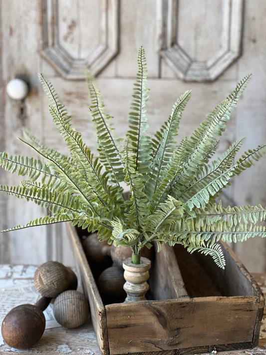 Shadwell Fern Bush