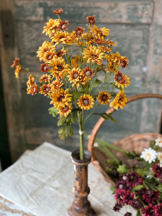 Pendleton Daisies