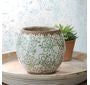Green Heirloom Pot